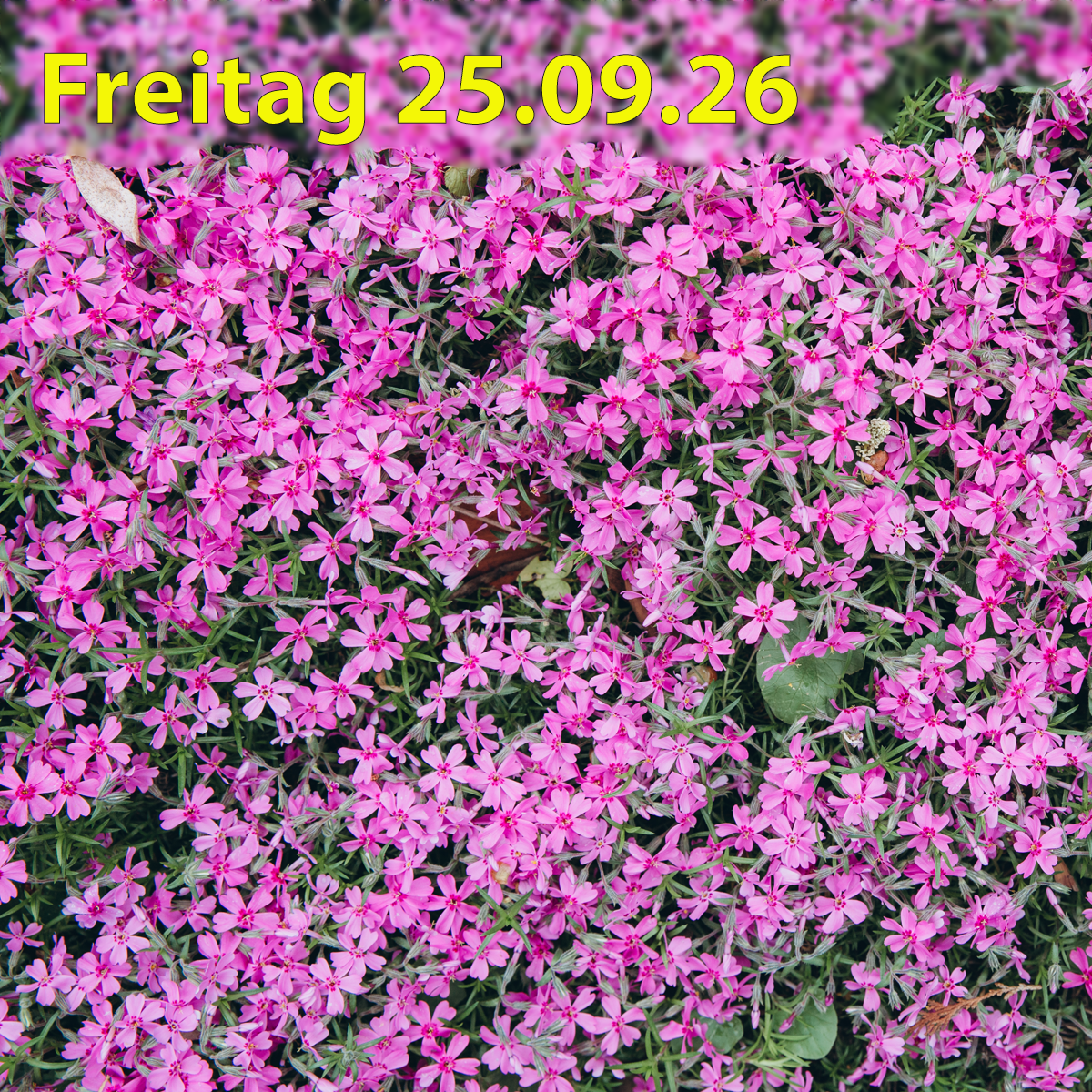 Freitag 25.09.