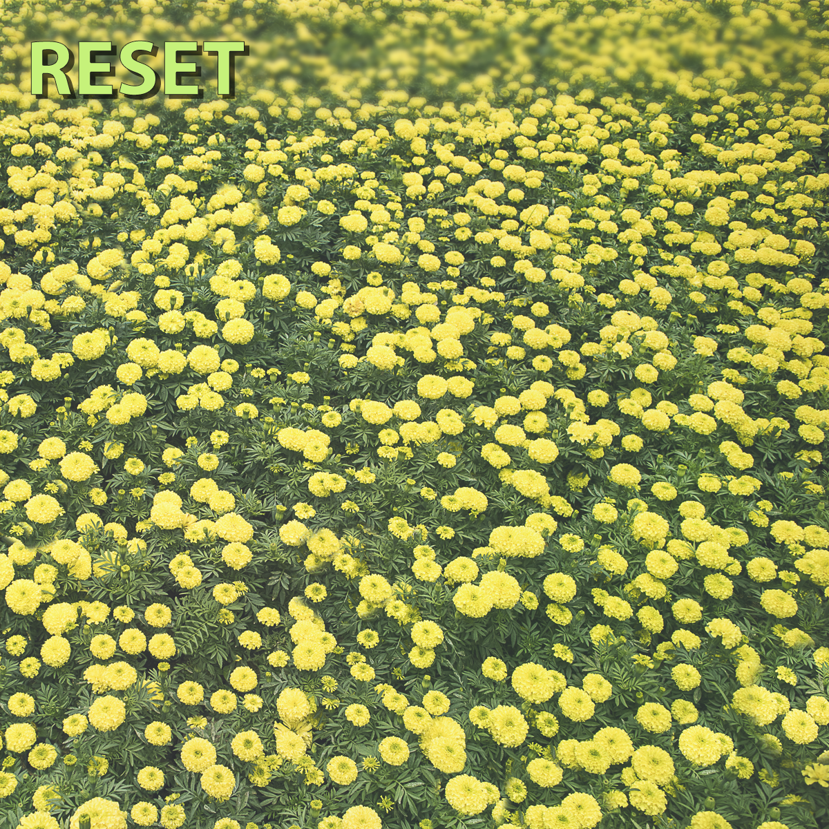 Reset