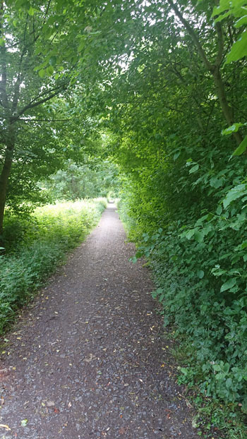 Weg durch Wald, Naturschutzgebiet im Düsseldorfer Süden