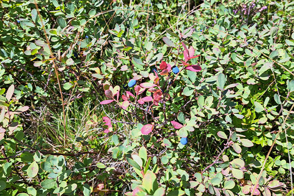 Blaubeeren am Strauch · Wandertage Filmoos 2025