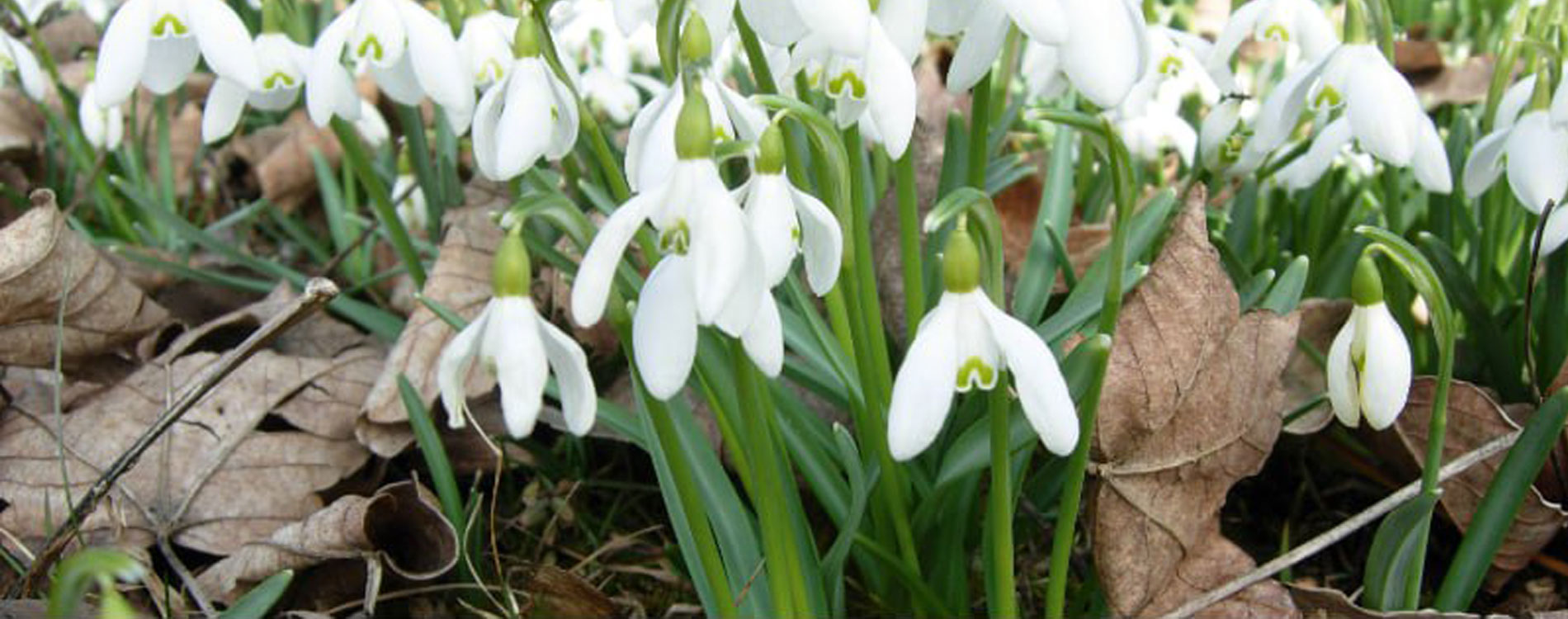  · Bruno Gröning Now